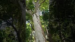 Hamurawun/Molave/mulawin -fullgrown tree