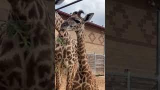 June 20 - World Giraffe Day