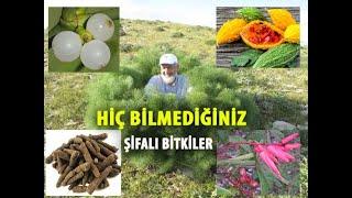 ŞİFALI BİTKİLER 'İN İSİMLERİ VE FAYDALARI