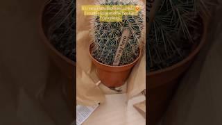 🪴 Indoor plant shopping at M&S Flower shop #cactus #indoorplants