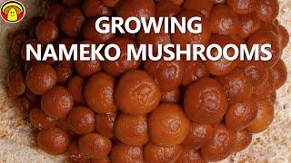 Growing Nameko Mushrooms & Stunning 10 Day Time Lapse