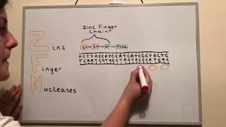 Genome Editing Techniques: ZFNs, TALENs and CRISPR