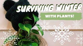 WINTER HOUSEPLANT CARE | 5 winter care tips for your houseplants ️