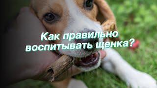 Как правильно воспитывать щенка?