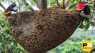 You Won't Believe How Farmers Harvest Millions of tons of Honey from dangerous cliffs