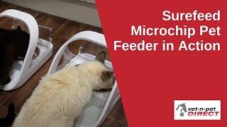 Surefeed Microchip Pet Feeder in Action