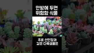 안방에 두면 산소가 부족해지는 식물