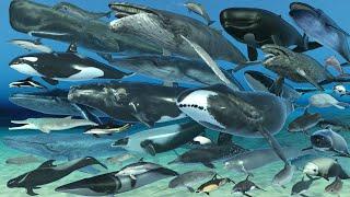 Whale Life-span Comparison | 3D Animation | Realistic World Data