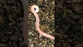 ЧЕРВЬ ДЕНДРОБЕНА #wormcomposting #worm #composting #дендробена #червь #вермиферма #дендобенамосква
