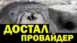 Достал хостинг-провайдер? Пора менять на HOSTiQ