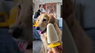 ‼️ICE CREAM FOR DOGS‼️ #dog #doglife #doglove #cutedogs #dogshorts #goldenretriever #fyp #cute