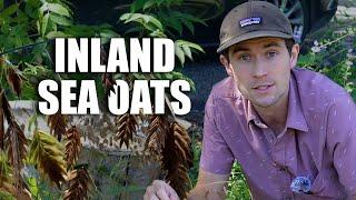 The COMPLETE Guide to Inland Sea Oats: Texas Native Grass 