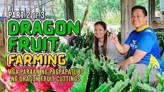 MGA PARAAN PAANO MAGPATUBO NG DRAGON FRUIT CUTTINGS AT PAANO KUMASYA ANG 700 NA CUTTINGS SA 400 SQM?