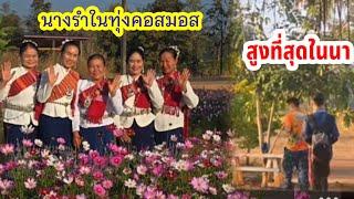 น้ำมนต์มาตามพ่อส่งด่วน นางรำชาวบ้านมาถึงก็กับตะลึงทุ่งคอสมอส