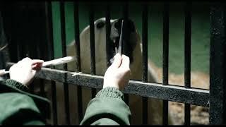 Тренинг Диксона...Видео Московского зоопарк ..Dixon training ..Video of the Moscow Zoo