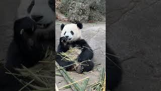 宝元：这世界纷纷扰扰都与我无关，我只负责岁月静好！ #panda #大熊貓