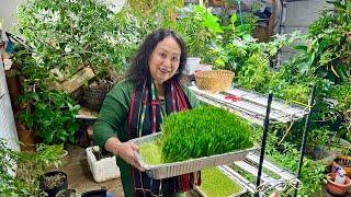 Micro greens time for winter   