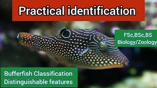 Pufferfish distinguishable features|Blowfish| characteristics|Pufferfish Classification| facts