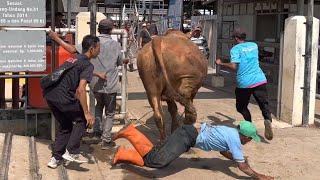 GEGER SAPI JUMBO GALAK BANTING SIMBAH PENUNTUN‼️