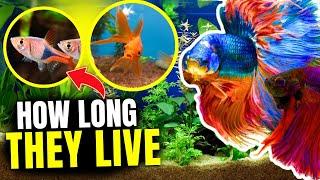 How Long Do Fish Live (Most Popular Species Revealed)...