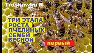 #пчёлы. Как развиваются пчёлы весной!!!! Почему пчёл много, а расплода нет...