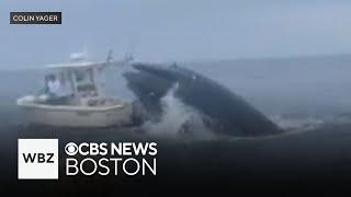 Whale capsizes boat off coast of New Hampshire