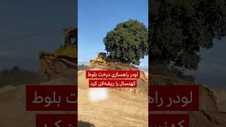 لودر راهسازی درخت بلوط کهنسال را ریشه‌کن کرد