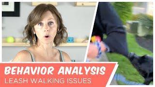 Dog Behavior: Leash Walking Issues