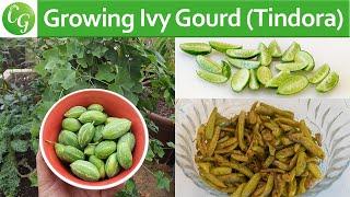 How To Grow Ivy Gourd (Tindora or Tondli) PLUS Recipe!