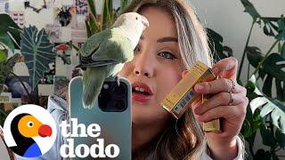 Destructive Lovebird Gets Her Own Dollhouse | The Dodo