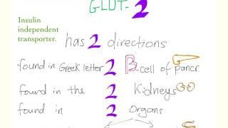 Glucose transporter 2 (GLUT-2) mnemonic