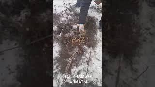 Топинамбур дикорастущий. СБОР УРОЖАЯ. Алматы.19 км в сторону Каскелена .2 км в низ. Лог.Лечение .