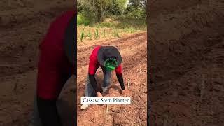 #1589 Sustainable Farming Machinery  #ytshorts #farming  #agriculture #cassava #stem #planter