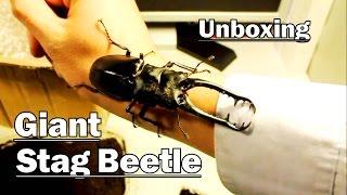 *Unboxing* GIANT STAG BEETLE! - (Prosopocoilus giraffa)