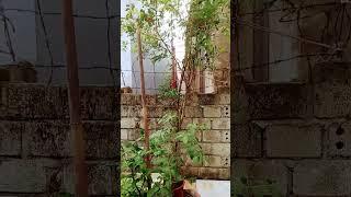 Cây Hạnh nhân đấy mọi người ạ. That's the almond tree, guys.