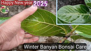 শীতকালে বট বনসাই কি যত্ন নেওয়ার প্রয়োজন || Winter care Bonyan bonsai|| 1 January 2025