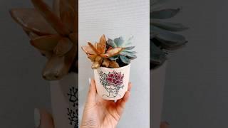 Succulent added to my work desk 🪴 #shorts #succulent #succulents #worklife #vlog #workdesk