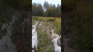 Козленок Султан потерялся