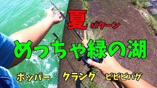 夏本番  エビパターン　バス釣り　ポッパーの使い方　トップ ウォーター　霞ヶ浦　北浦