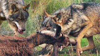 Иберийские Волки — Свирепые и очень Редкие хищники! Атакуют кабанов и не боятся медведей!