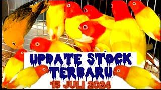 Update Harga Lovebird Terbaru  Khusus Lovebird Jodohan