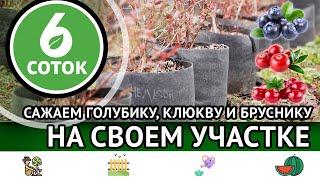 Сажаем голубику, клюкву и бруснику на своем участке. 6 соток 11.11.2024