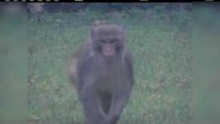 Wild Monkey Spotted Again