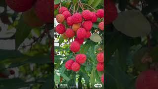 When the lychee ripe, time to savor the sweet hype #lychee #chinesefruits #exoticfruittrees #lyckyee