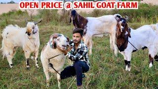 Open Price Main Kota Malwa Bakre At Sahil Goat Farm