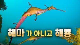 It resembles a seahorse, but it is not a seahorse but a sea dragon.