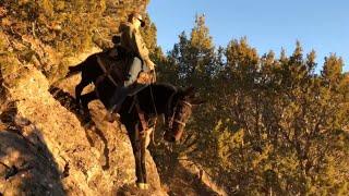 Extreme Mule Riding- Cache Valley Rocky Mountain Edition