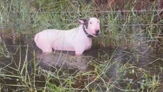 Dog left tied to pole along highway near Tampa ahead of Hurricane Milton