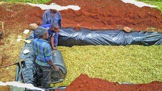 Making Silage is easier than you think