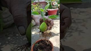 How to grow pear tree from pear fruit/Growing pear tree from pear fruit/pear growing tips#short#pear